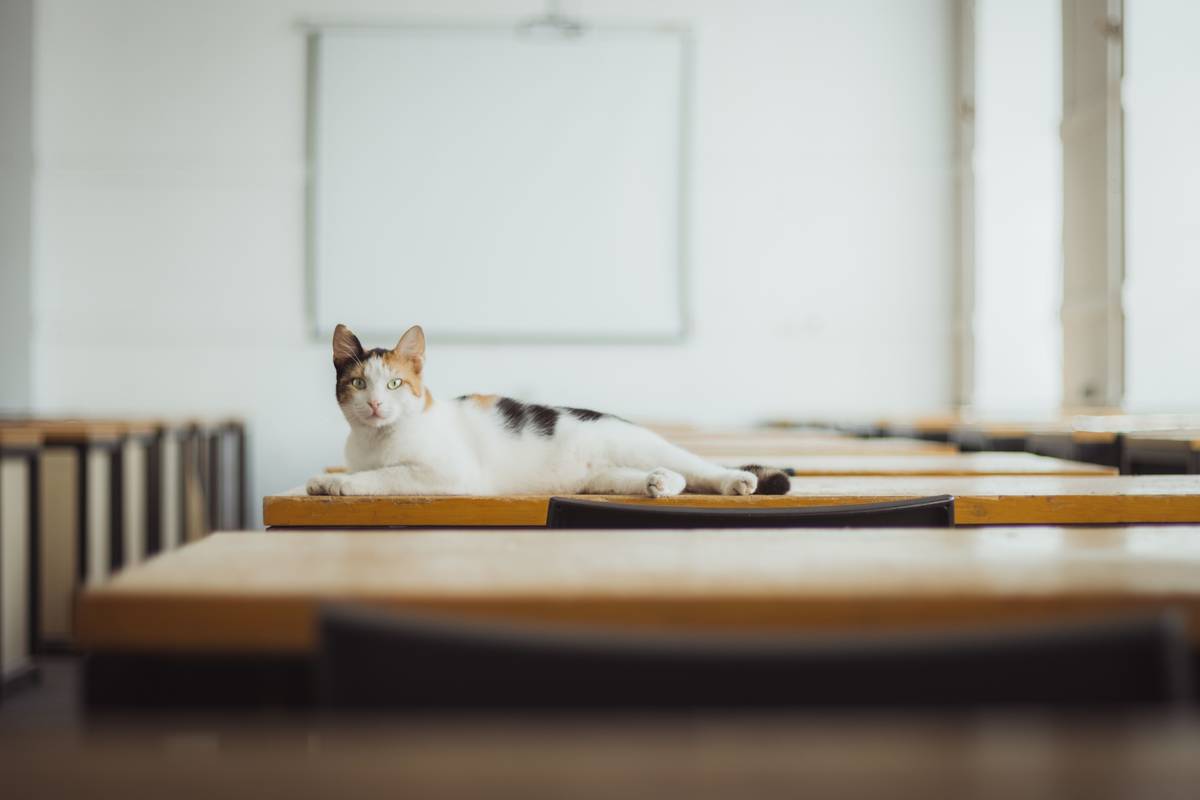 Student analyzing mdcat biology lectures 2024 with active note-taking strategy