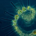 mdcat biology lectures 2024: The Only Strategy That Actually Works