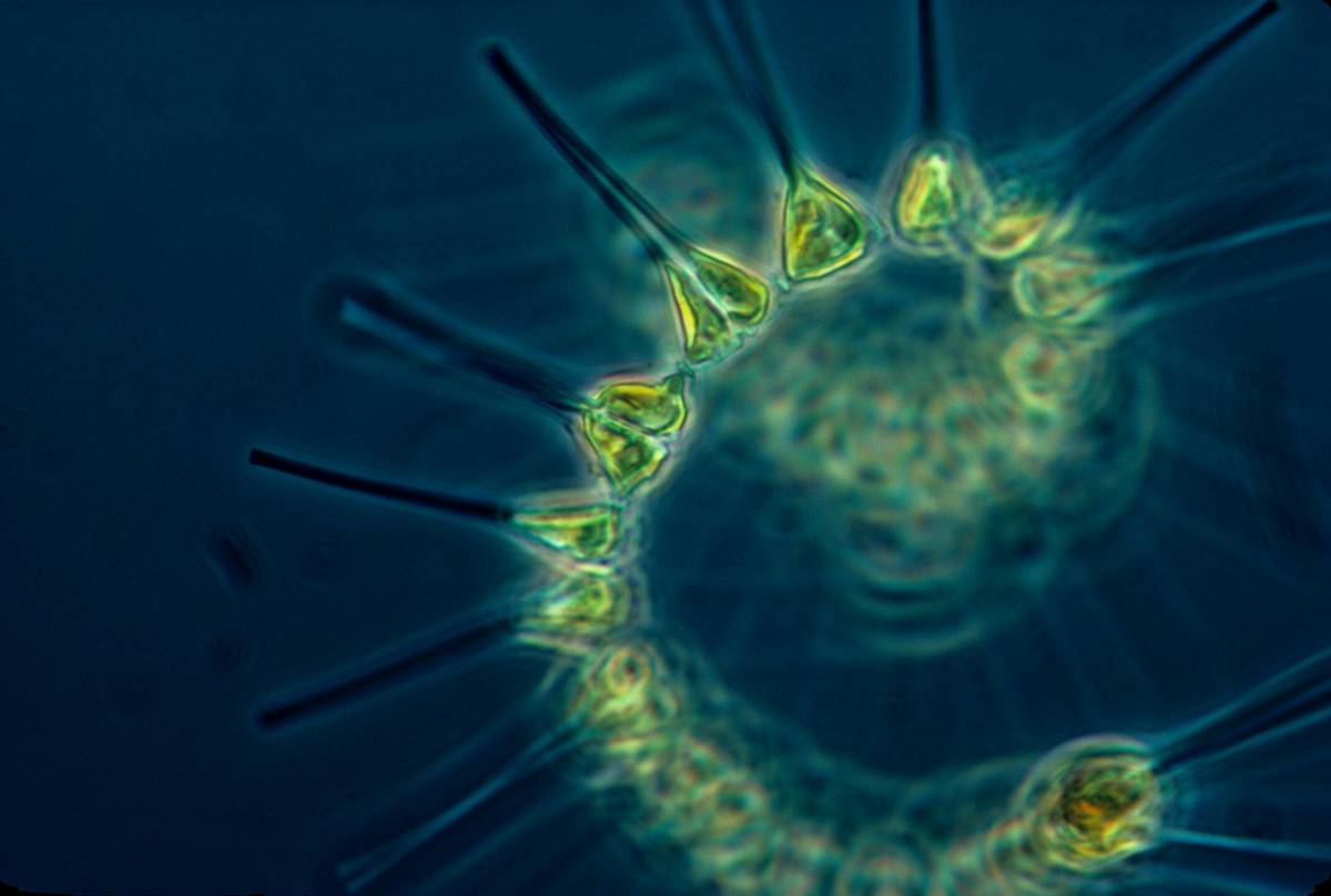 mdcat biology lectures 2024: The Only Strategy That Actually Works